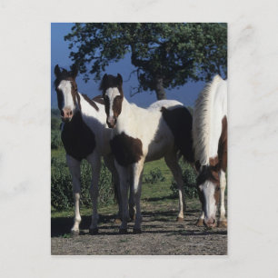 Carte Postale Group of Paint Horses