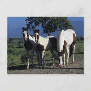 Carte Postale Group of Paint Horses