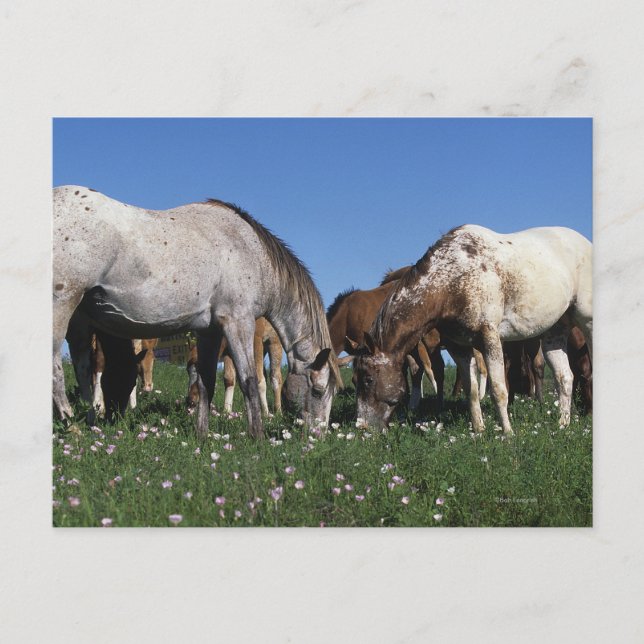 Carte Postale Groupe d'Appaloosa Horses Grazing (Devant)