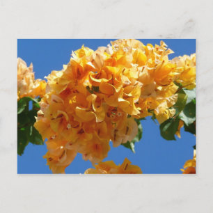 Carte Postale Groupe de bougainvilliers d'or Floral