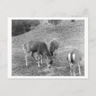 Carte Postale Groupe de cerfs à Hot Springs Photographie