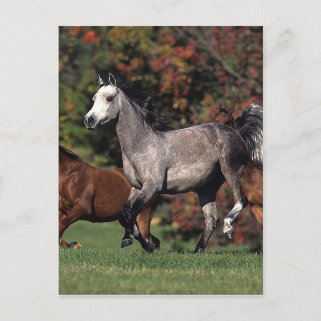 Carte Postale Groupe de Chevaux arabes en course (Devant)