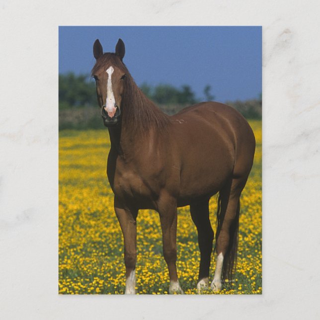 Carte Postale Groupe de chevaux de pur sang (Devant)