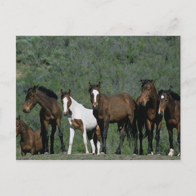 Carte Postale Groupe de Chevaux sauvages Mustang (Devant)