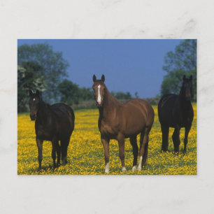 Carte Postale Groupe de chevaux Thoroughbred