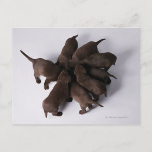 Carte Postale Groupe de chiots avec têtes ensemble