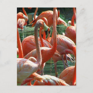Carte Postale Groupe de Flamants roses roses, beaucoup de flaman