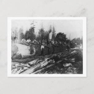 Carte Postale Groupe de Lumberjacks sur une grande photo en rond