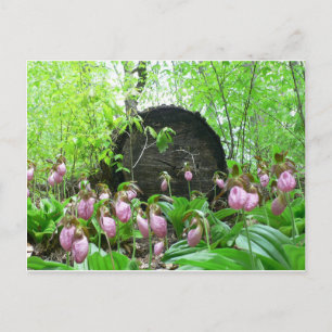 Carte Postale Groupe de palmes-dame roses