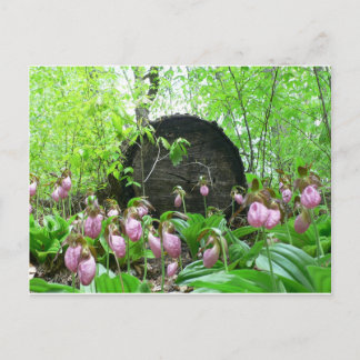 Carte Postale Groupe de palmes-dame roses