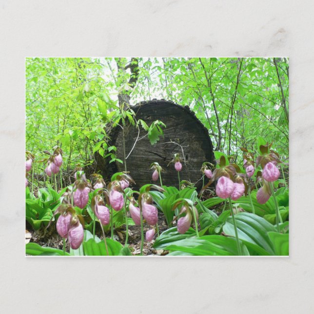 Carte Postale Groupe de palmes-dame roses (Devant)