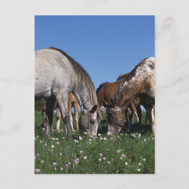 Carte Postale Groupe de pâturage de chevaux d'Appaloosa (Devant)