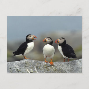 Carte Postale Groupe de Puffin de l'Atlantique