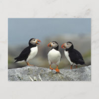 Groupe de Puffin de l'Atlantique
