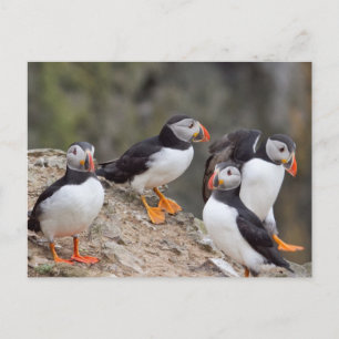 Carte Postale Groupe de Puffins