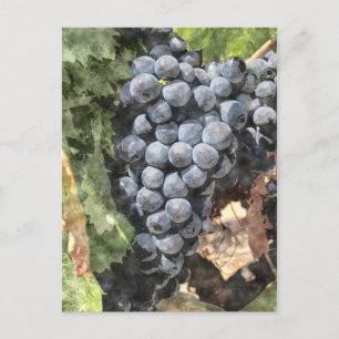 Carte Postale Groupe de raisins