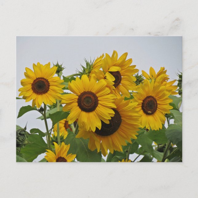 Carte Postale Groupe de tournesol enjoué (Devant)
