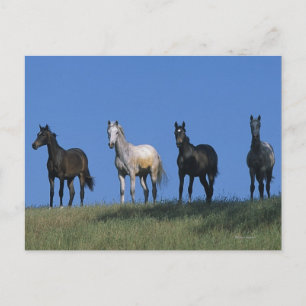 Carte Postale Groupe des Arabes