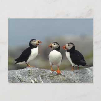 Carte Postale Groupe des Puffins atlantiques