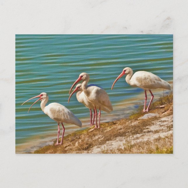 Carte postale Groupe Ibises (Devant)