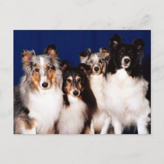 Carte Postale Groupe Sheltie