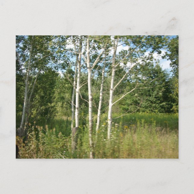 Carte postale groupée (Devant)