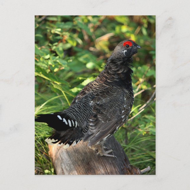 Carte Postale Groupement d'épinette mâle (Devant)