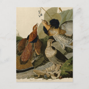 Carte Postale Groupement rouffé par John Audubon