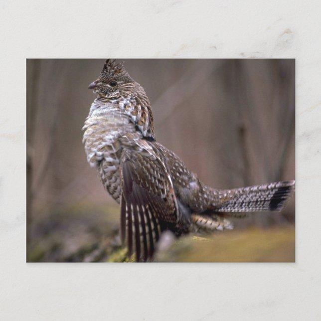 Carte Postale Groupement rouillé (Devant)