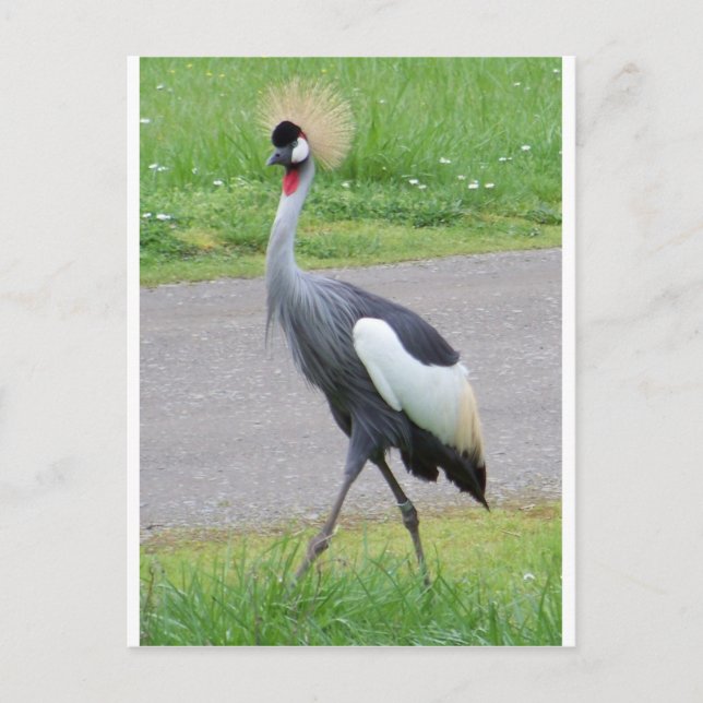 Carte Postale Grue Africaine (Devant)
