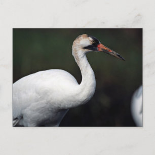 Carte Postale Grue blanche