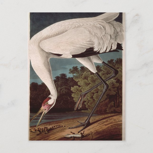 Carte Postale Grue blanche, de 'Birds of America' (Devant)