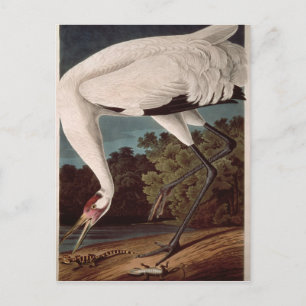 Carte Postale Grue blanche, de 'Birds of America'
