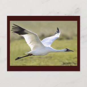 Carte Postale Grue blanche (Grus americana)