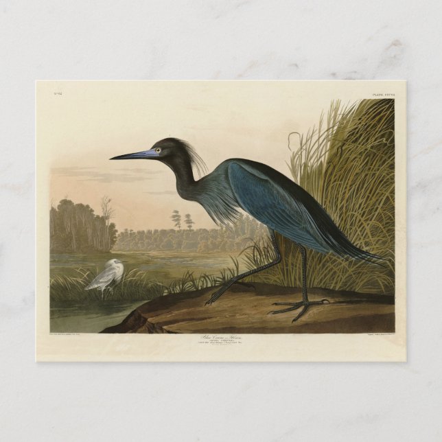 Carte Postale Grue bleue, Heron, d'Audubon's Birds of America (Devant)