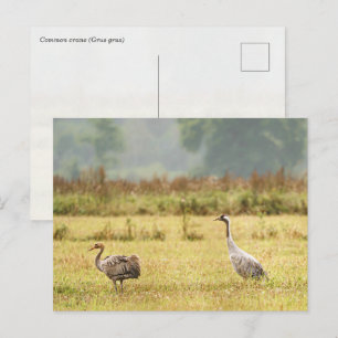 Carte Postale Grue cendrée photo d'oiseau : Parent et Juvénile