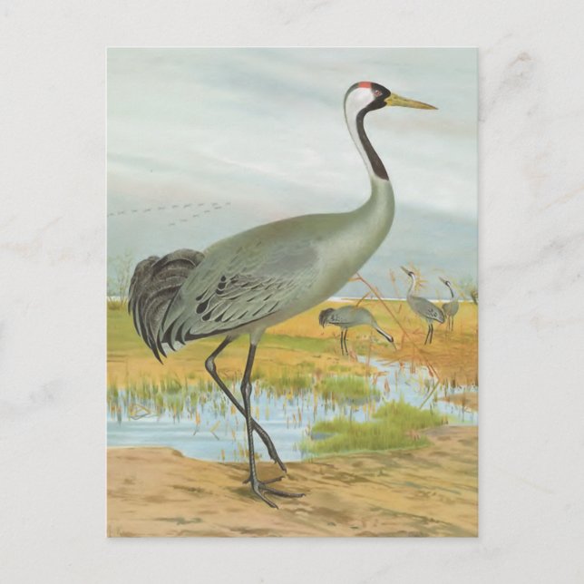 Carte Postale "Grue commune" (Devant)