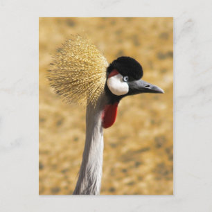 Carte postale Grue Couronnée d'Afrique de l'Est