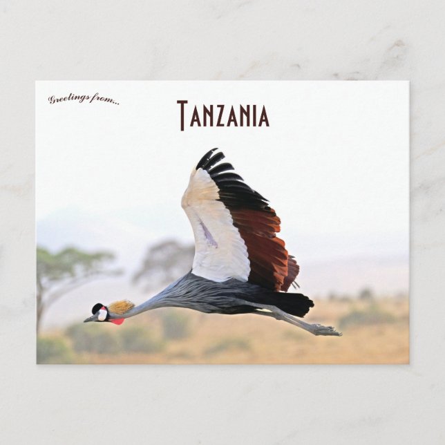 Carte Postale Grue couronnée en Tanzanie  (Devant)