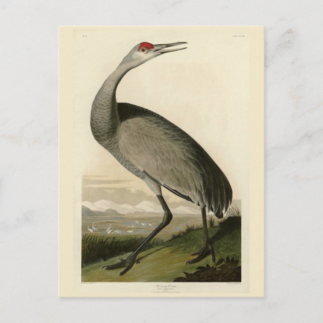 Carte Postale Grue de Sandhill d'Audubon's Birds of America (Devant)