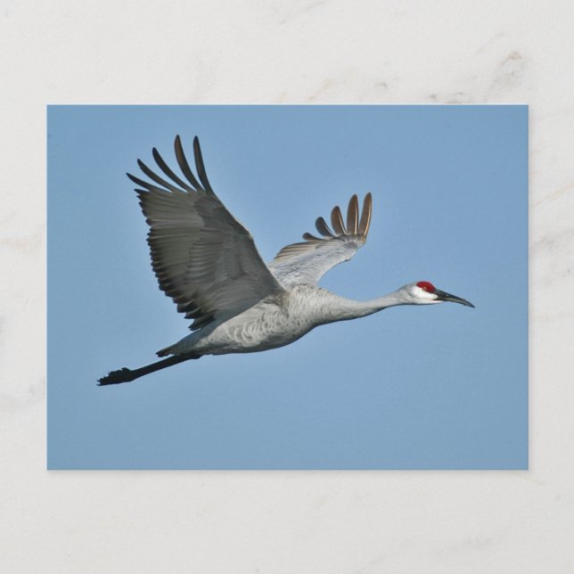 Carte Postale Grue de Sandhill en vol (Devant)