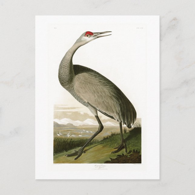 Carte Postale Grue de Sandhill John James Audubon Oiseaux d'Amér (Devant)
