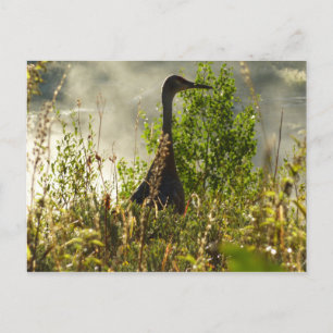 Carte Postale Grue de Sibérie aux étangs de Moose dans Grand Tet