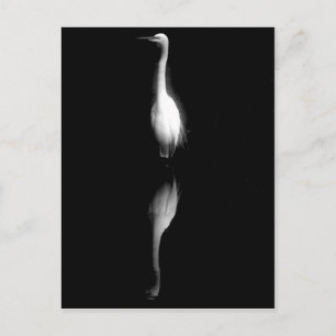 Carte Postale Grue noire et blanche