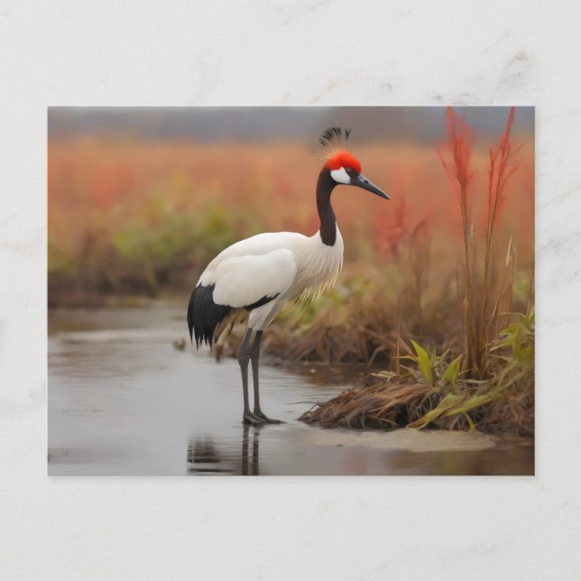 Carte Postale Grue Red Crowned debout sur l'eau (Devant)