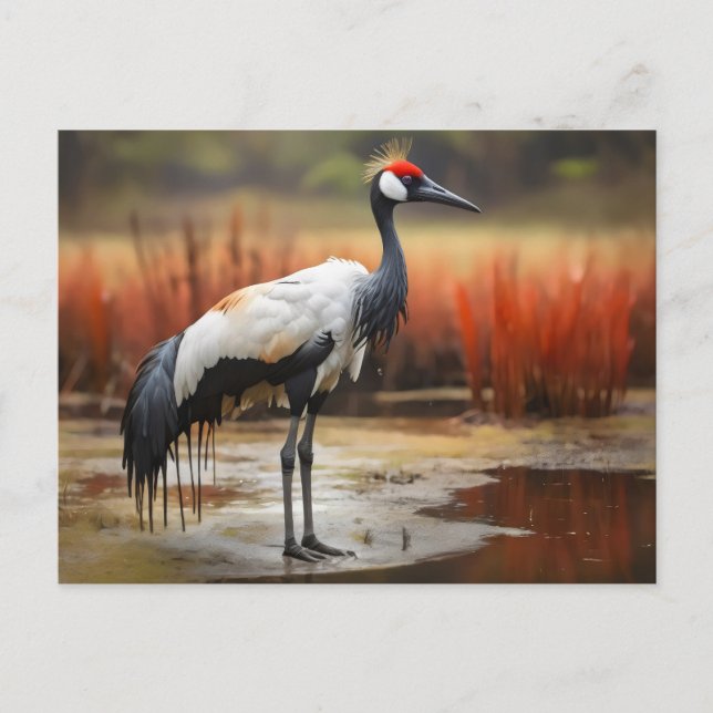 Carte Postale Grue Red Crowned debout sur l'eau (Devant)