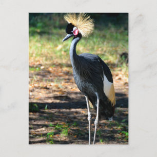 Carte Postale Grue royale d'Afrique de l'Ouest