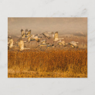 Carte Postale Grues au-dessus du champ d'or