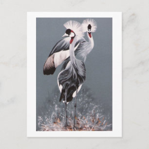 Carte Postale Grues couronnées