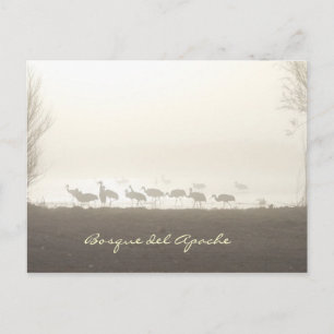 Carte Postale Grues dans la brume Bosque del Apache